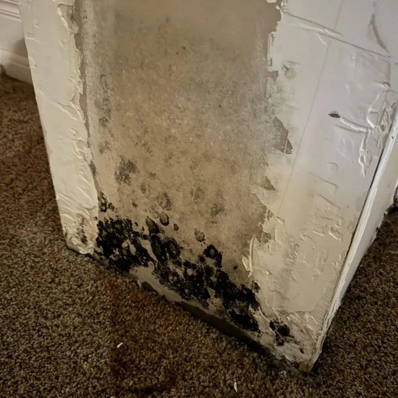 Professional Mold Removal in Normal, IL